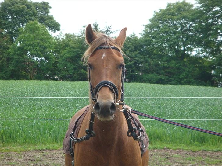 Knabstrupper Robino Heden *solgt* billede 8