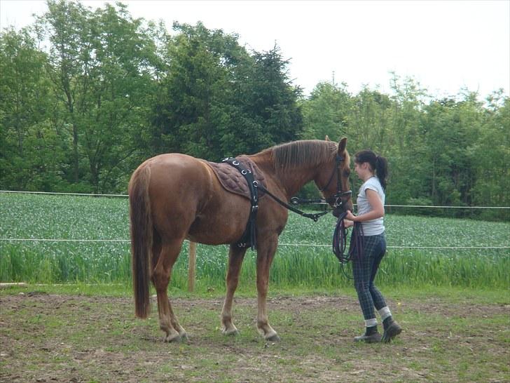 Knabstrupper Robino Heden *solgt* billede 9