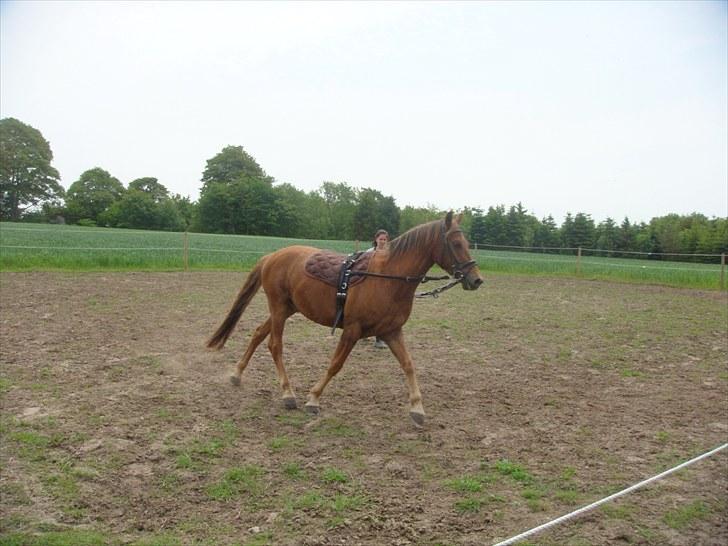 Knabstrupper Robino Heden *solgt* billede 10