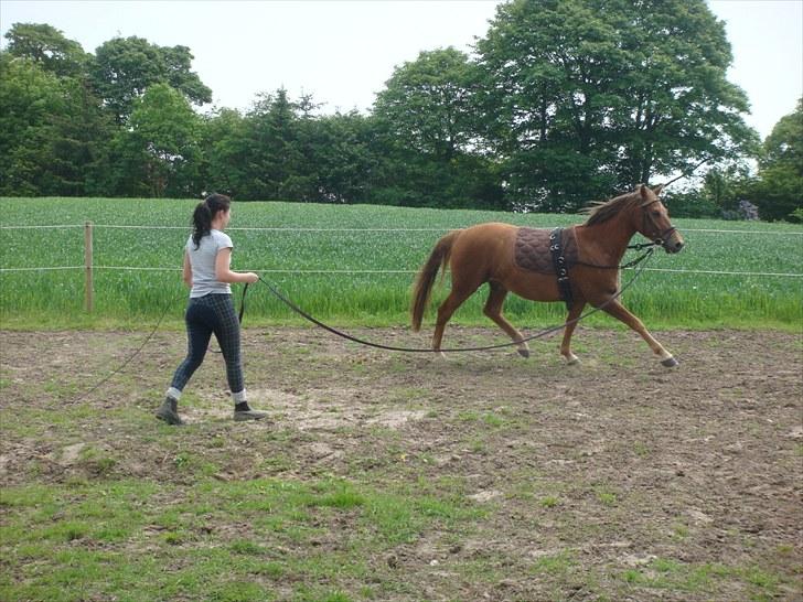 Knabstrupper Robino Heden *solgt* billede 11