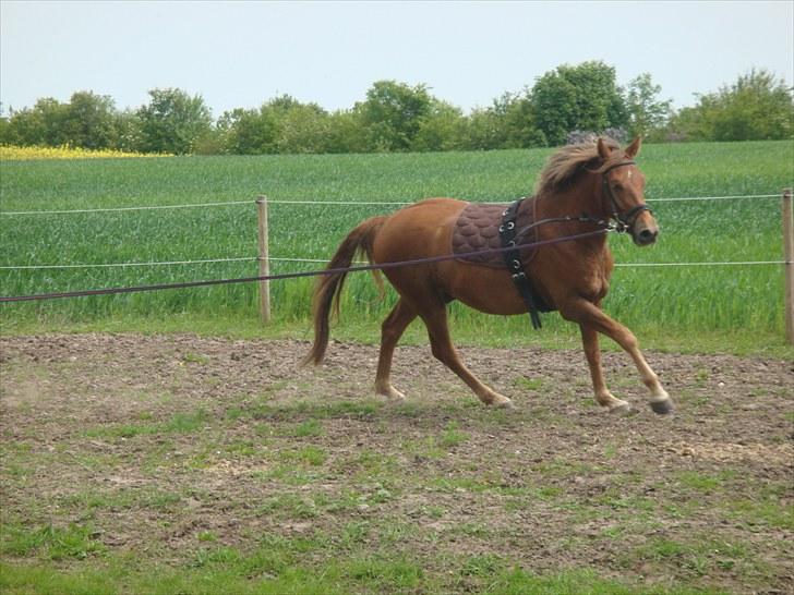 Knabstrupper Robino Heden *solgt* billede 12