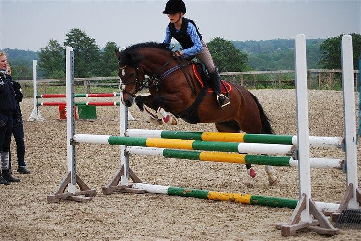Welsh Pony af Cob-type (sec C) Åvangens Victoria - Træning hun var super fin og victoria´s fødselsdag :D10år billede 13