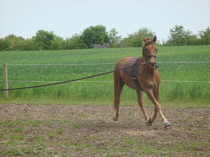 Knabstrupper Robino Heden *solgt* billede 13