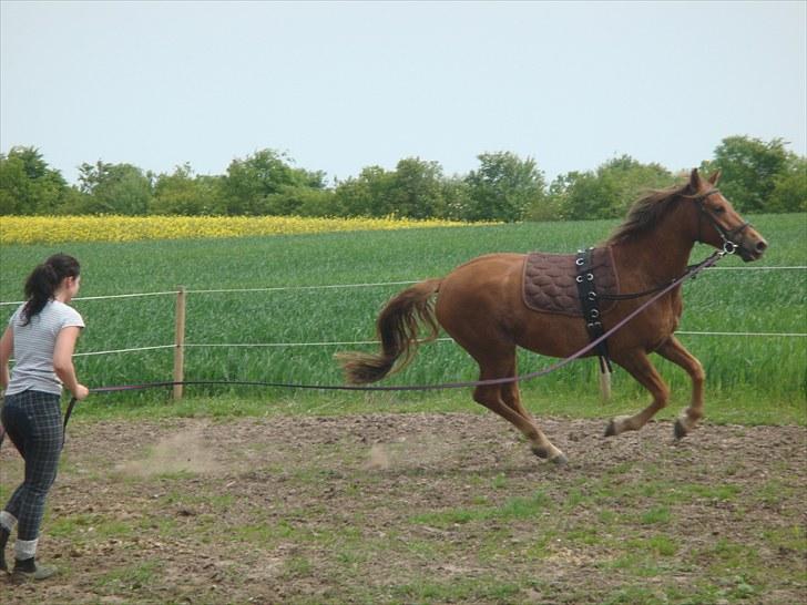 Knabstrupper Robino Heden *solgt* billede 14