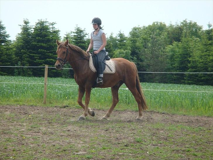 Knabstrupper Robino Heden *solgt* billede 15