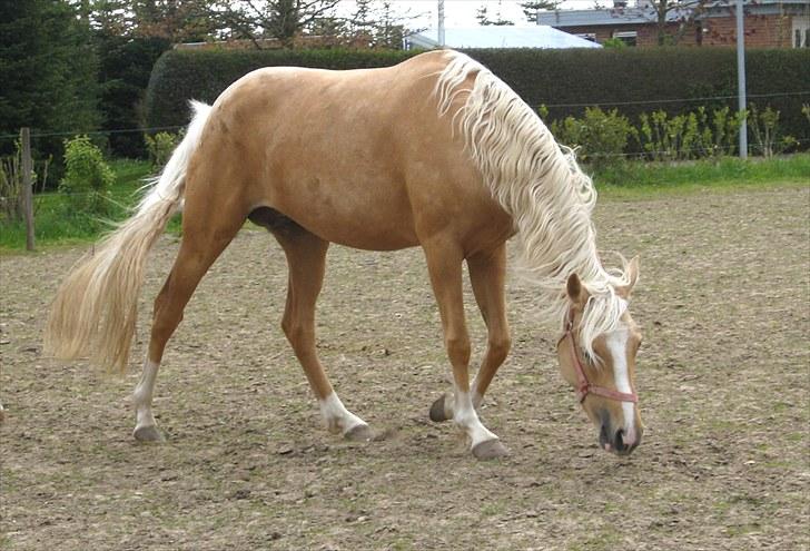 DSP Slæbækgaards Miss Sophy billede 9