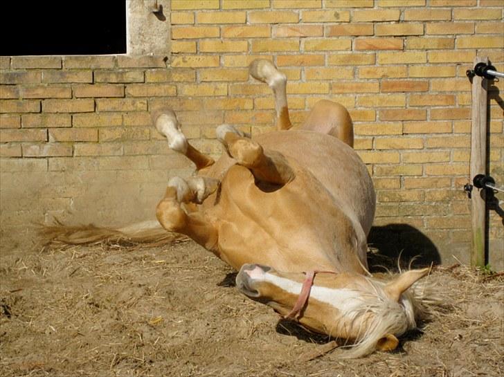 DSP Slæbækgaards Miss Sophy billede 10
