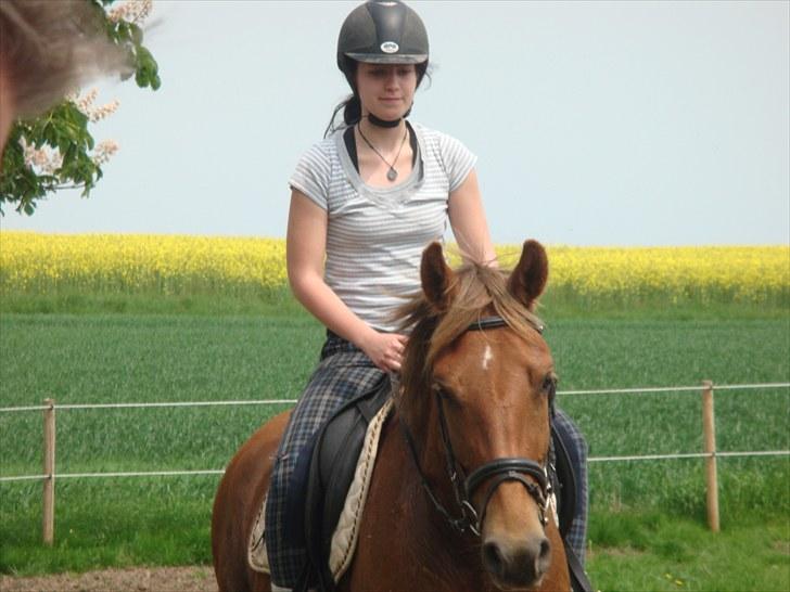 Knabstrupper Robino Heden *solgt* billede 16