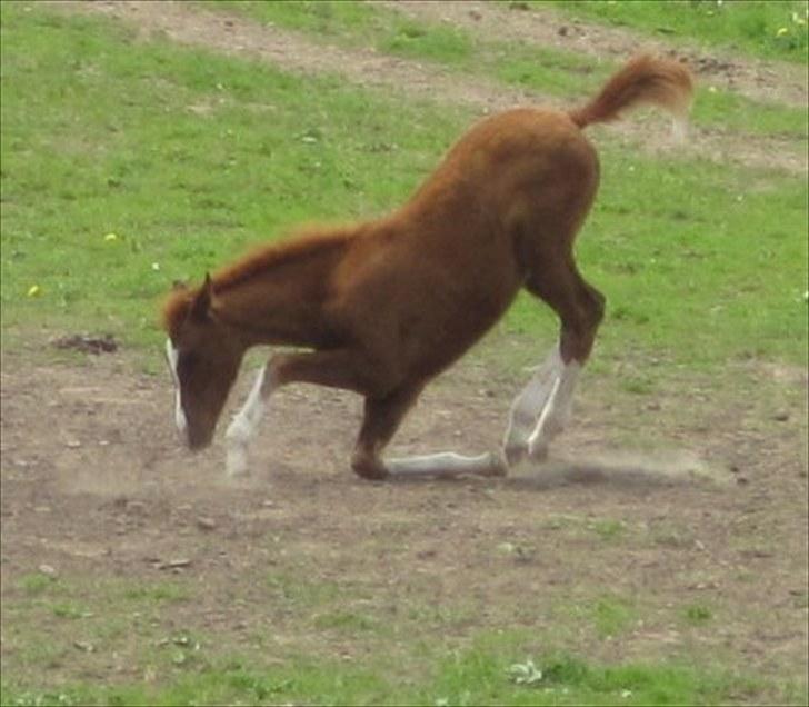 Arabisk fuldblod (OX) ST. A Alaiyah ox billede 11