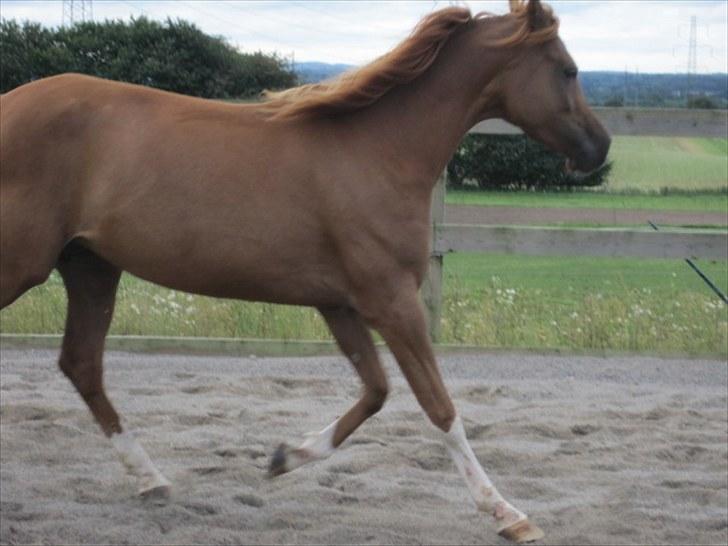 Arabisk fuldblod (OX) Cado`s Miss Sidonia ox billede 10