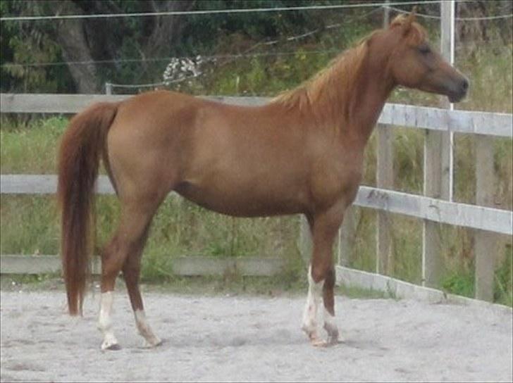 Arabisk fuldblod (OX) Cado`s Miss Sidonia ox billede 11