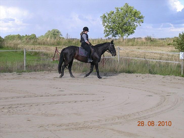 Anden særlig race Shikira "Leveret tilbage" - "NYT d.28.8.2010" billede 2