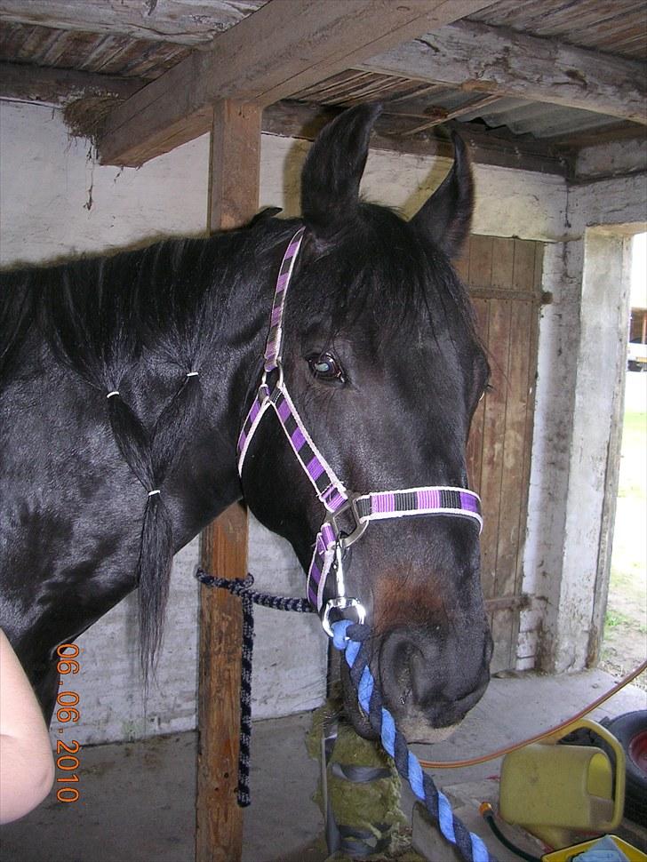 Anden særlig race Shikira "Leveret tilbage" billede 4