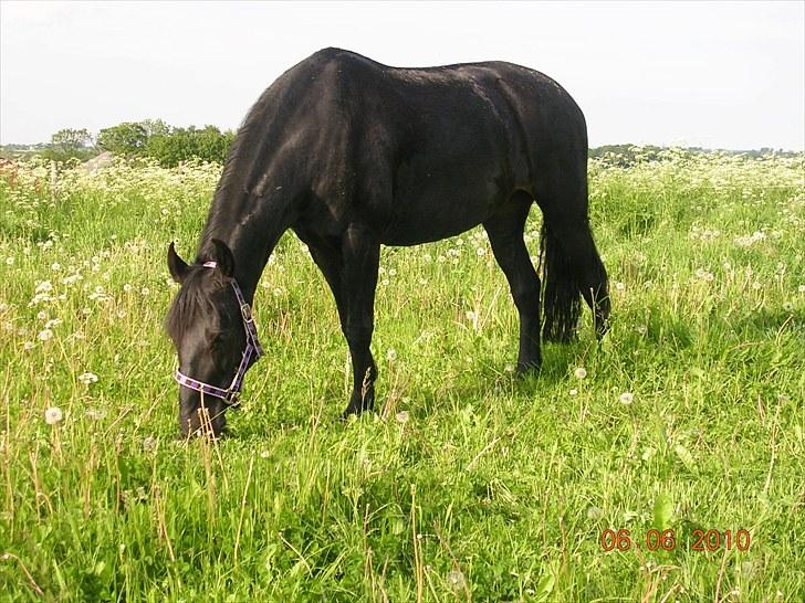 Anden særlig race Shikira "Leveret tilbage" billede 5