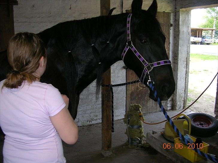 Anden særlig race Shikira "Leveret tilbage" billede 7