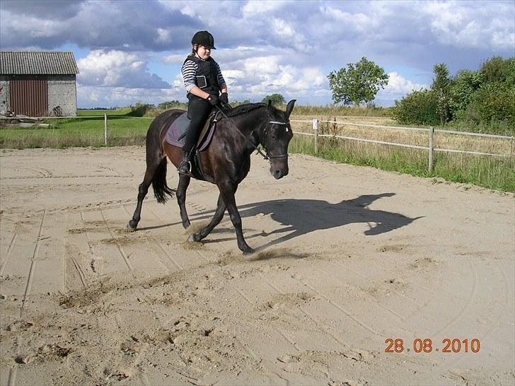 Anden særlig race Shikira "Leveret tilbage" - "NYT d.28.8.2010" billede 8