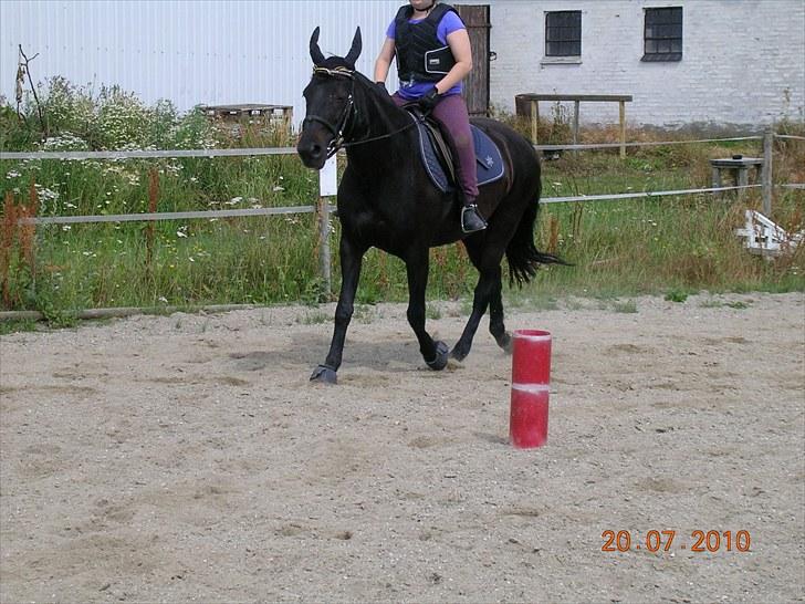 Anden særlig race Shikira "Leveret tilbage" billede 9