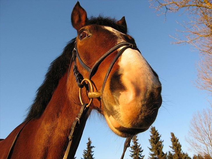 New Forest Populierenhof's Rambo - hej velkommen til rambos profil bedøm og smid en kommentar hvis der er noget der kan gøres bedre billede 1