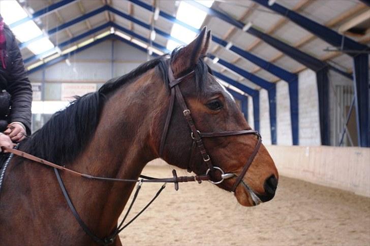 Holstener Ocean's Cypre billede 20