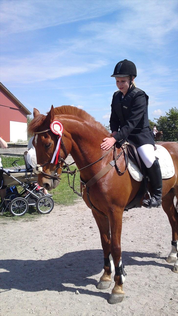 Irsk Sportspony Pimboli - Vinder af LA** billede 10