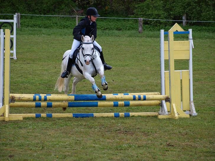 Welsh Pony (sec B) †Marmaja flika R.I.P† - Springstævne BOOR D.13.05.2010 LD delt 4.plads/LC 4.plads billede 18