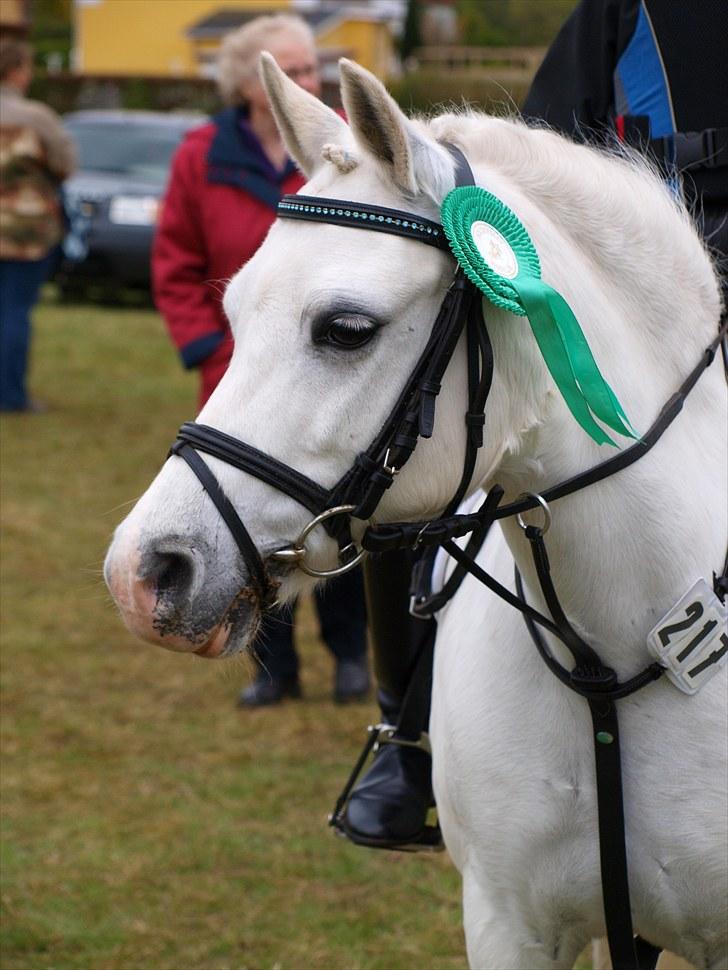Welsh Pony (sec B) †Marmaja flika R.I.P† - Springstævne BOOR D.13.05.2010 LD delt 4.plads/LC 4.plads billede 20