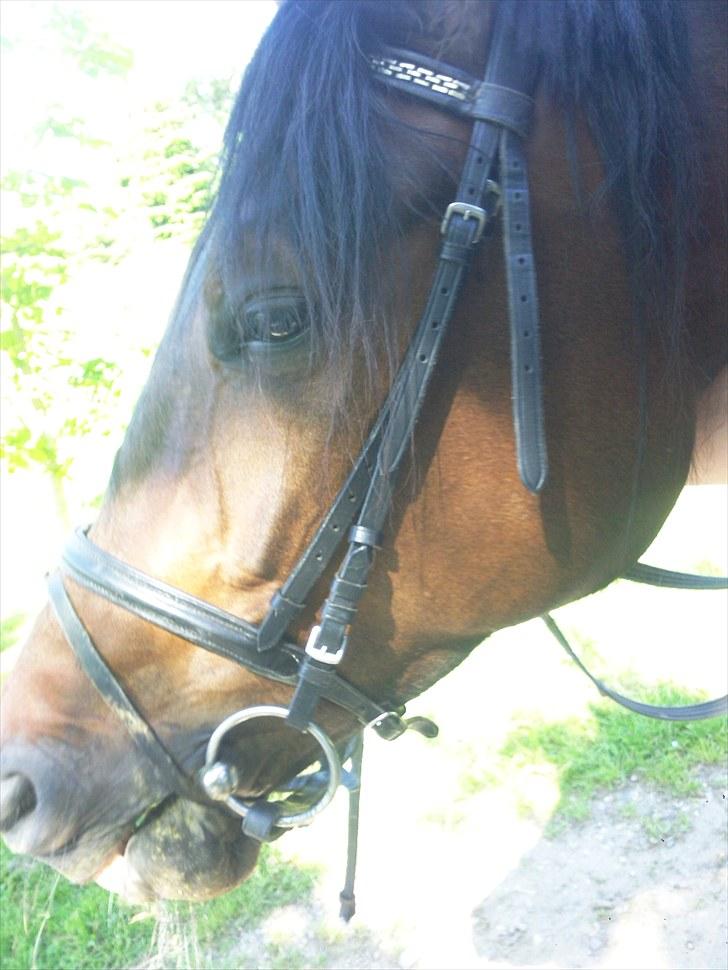 Anden særlig race Latoya - <3 billede 17