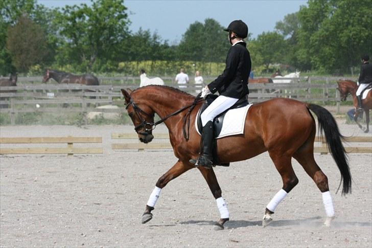 Welsh Partbred (Sec F) Wester Aikema´s Nanouk *Sendt hjem :'( * billede 16