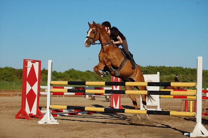 Dansk Varmblod Cadeau Kilen - springer 110 cm d. 2. juni <3 foto: mols <3 billede 16
