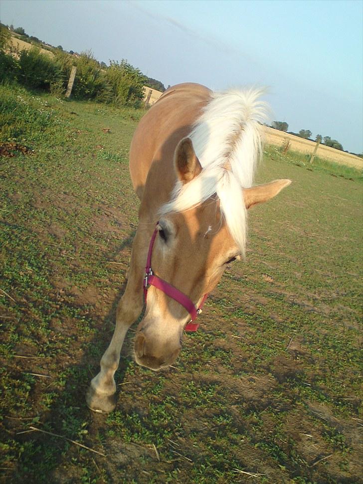 Haflinger Aphrodite Vant Tempelshof - Aphro en dejlig aften på fold :D Foto: Mig med min mobil, det er derfor kvaliteten er underlig :D billede 19