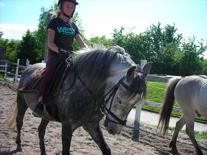 Anden særlig race | Stjerne - Stjerne i holdning :) | Fotograf: ? billede 10
