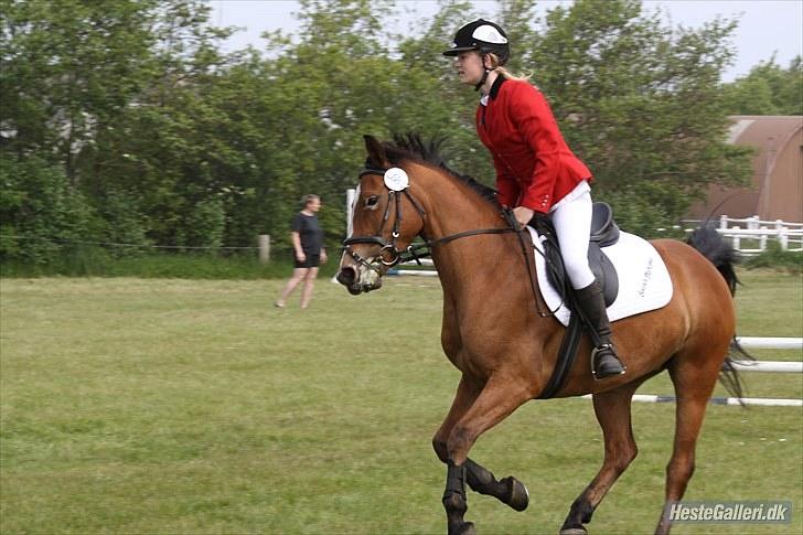 Anden særlig race Chanel - #10 billede 10