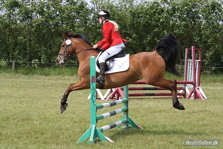 Anden særlig race Chanel - #11 gummibold billede 11