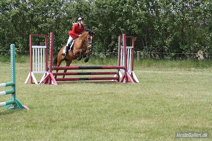 Anden særlig race Chanel - #13 billede 13