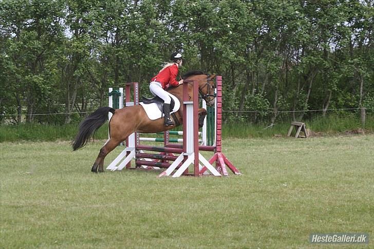 Anden særlig race Chanel - #14 billede 14