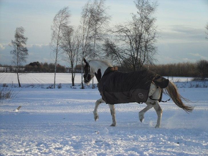 Anden særlig race Freja billede 5