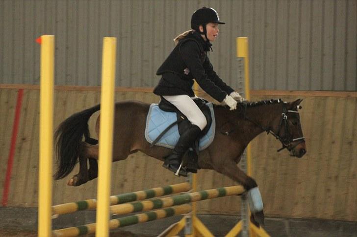 Anden særlig race Starlight * tidl passer * - NOR Foto: Lærke Jønck billede 18