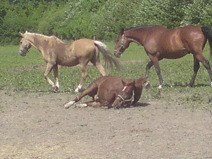 Palomino Samson *SOLGT* billede 8
