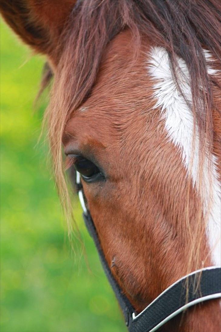 Anden særlig race Kasmir -solgt & elsket <3 - 7 juni 2010 - første dag på Abildgården billede 14