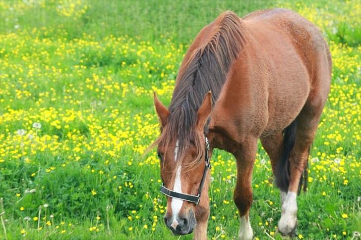 Anden særlig race Kasmir -solgt & elsket <3 - 7 juni 2010 - første dag på Abildgården billede 2