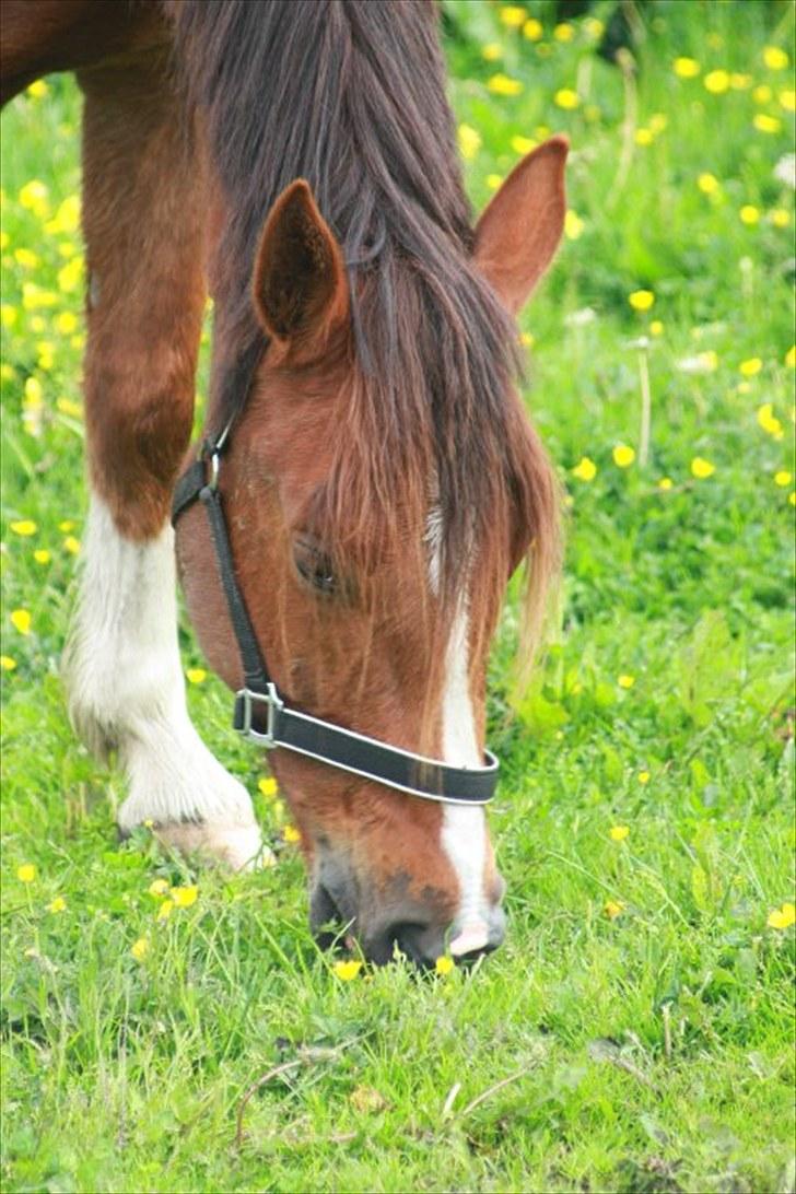 Anden særlig race Kasmir -solgt & elsket <3 - 7 juni 2010 - første dag på Abildgården billede 3