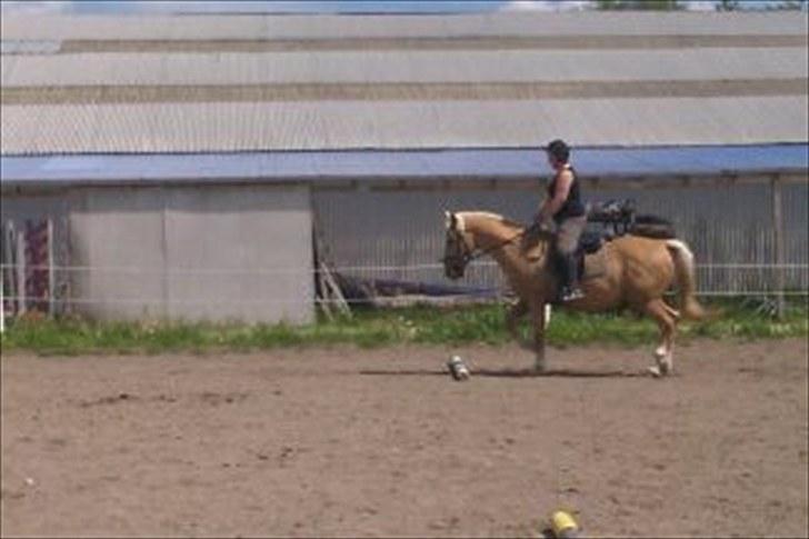 Palomino Samson *SOLGT* billede 11