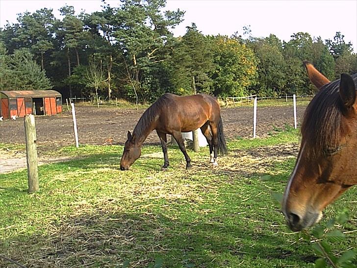 Anden særlig race Chita - Hun er meget forelsket i Curo, men holder altid god afstand til ham, da han er noget sur ind i mellem.  billede 2