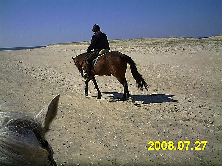 Anden særlig race Chita - Her er vi en tur på Rømø. Et fantastiskt sted at ride. billede 3