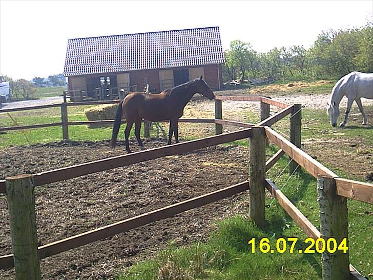 Anden særlig race Chita - Chita og John var også med en tur hos Ute, men det var kun for at komme med ned på stranden og ride.  billede 5