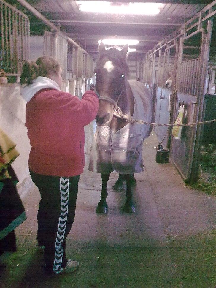 Welsh Cob (sec D) Donnovan - solgt - dato: 06/11-2010. lige kommet ind i stalden, efter at have hentet ham fra folden billede 2