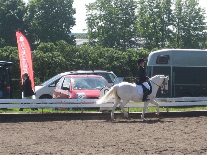 Anden særlig race Mickey B-Pony solgt;( billede 7