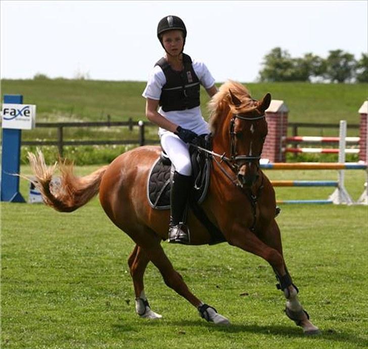 Hollandsk Sportspony Olivier - Camilla Rosenlund ( CR-Foto ) billede 5