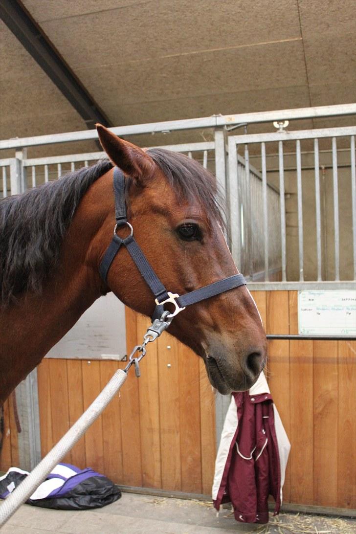 Anden særlig race Candy | savnet-RIP min stjerne!| - Velkommen til den smukkes profil :D billede 1