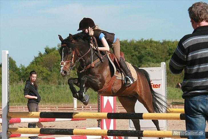 Anden særlig race Angel [B-pony] Solgt billede 13